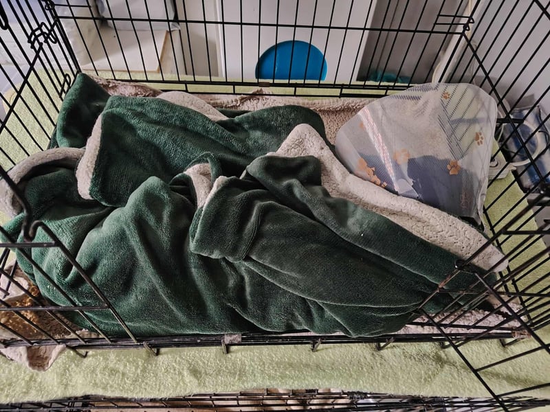 Angus,unser Notfällchen braucht dringend ein ruhiges Plätzchen