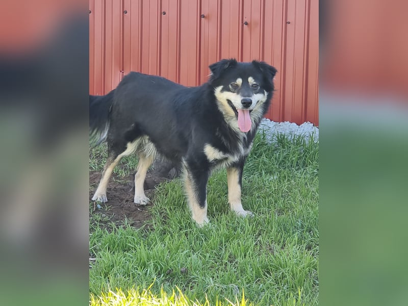 Marian 6 jähriger Lausbub, SH ca. 40 cm, sozial, freundlich, selbstbewusst