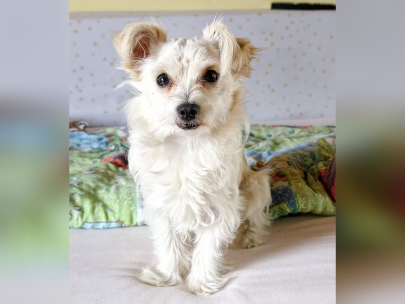 Happy, kleiner Hund sucht großes Glück