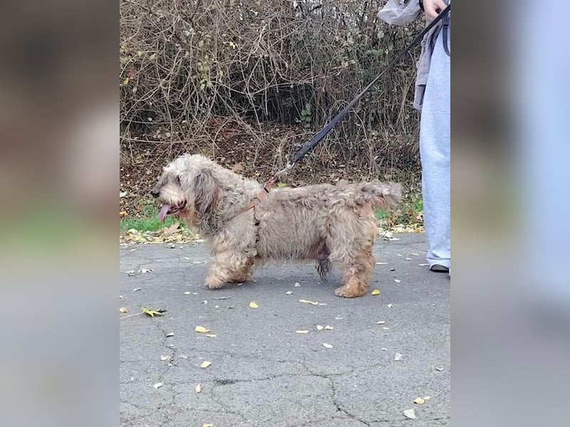 Maszola, Senior wurde einfach im Tierheim abgegeben