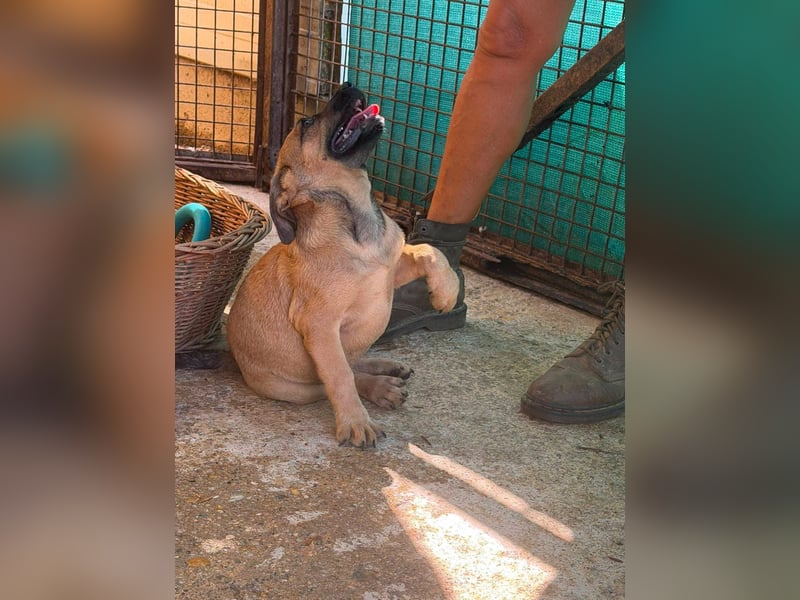 Bella, putzmunter und verspielt
