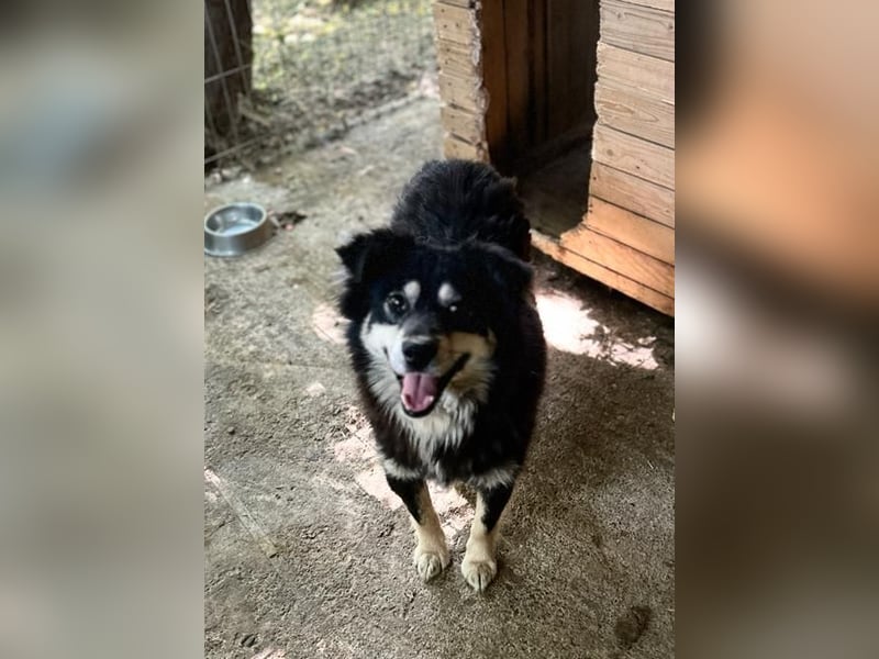 Marian 6 jähriger Lausbub, SH ca. 40 cm, sozial, freundlich, selbstbewusst