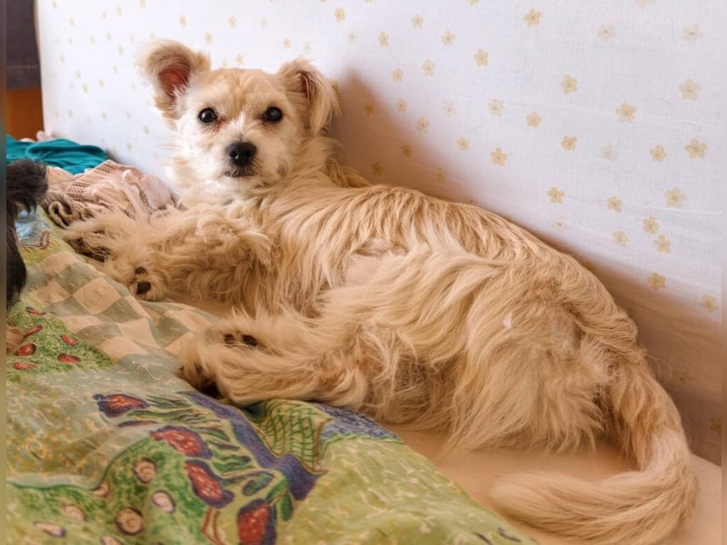 Happy, kleiner Hund sucht großes Glück