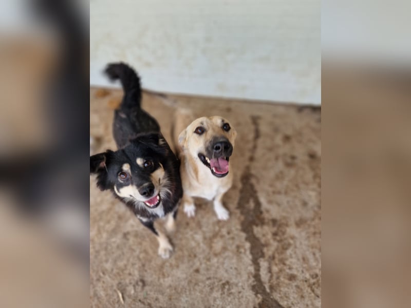 Marian 6 jähriger Lausbub, SH ca. 40 cm, sozial, freundlich, selbstbewusst