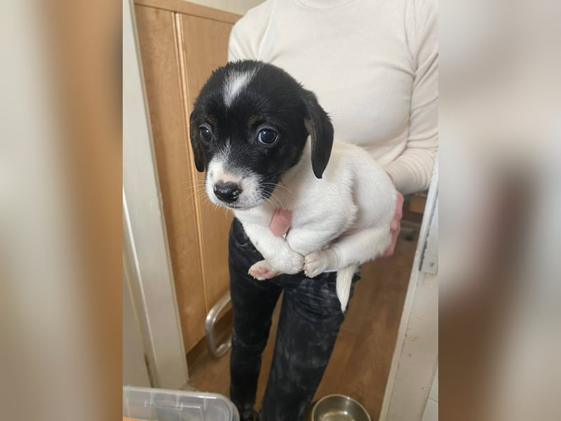 Mandarin, genauso süß wie die Geschwister