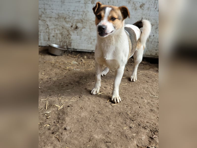 Olaf, kleiner Junghund, ca, 2 ¾ Jahre, schüchtern, vorsichtig, neugierig, sozial