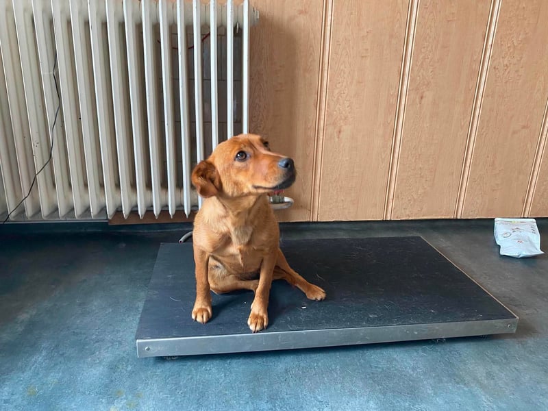 Ronja, bezaubernde junge Hündin