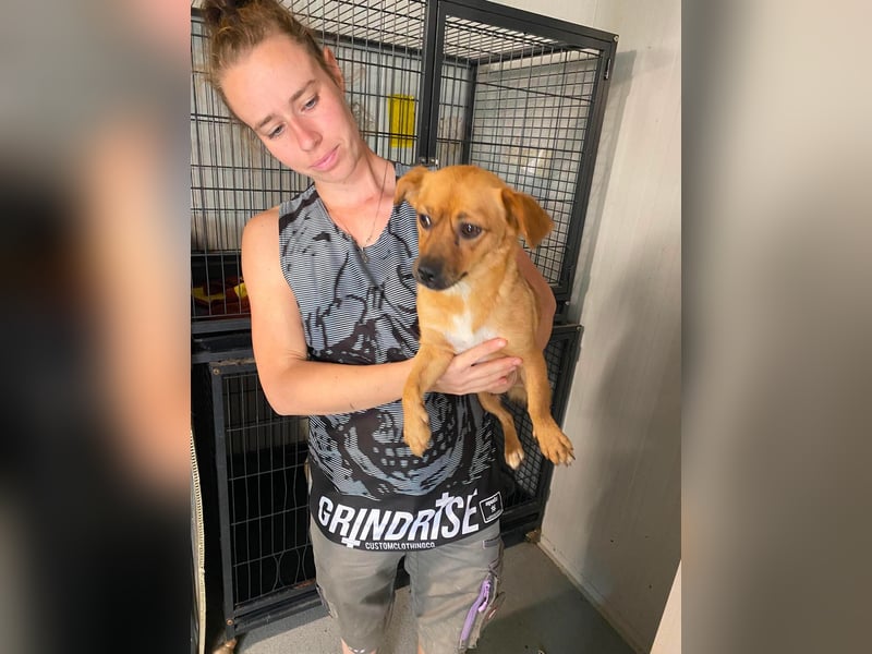 Gina, tolle Hundemama sucht eine eigene Familie