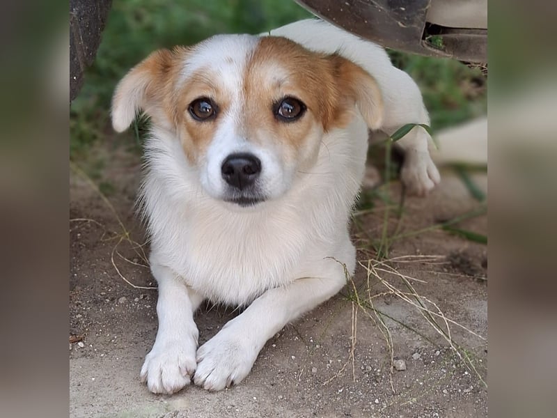 Liza - sucht ein Zuhause- vorgemerkt