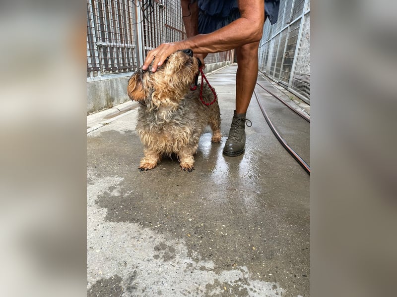Maszola, Senior wurde einfach im Tierheim abgegeben