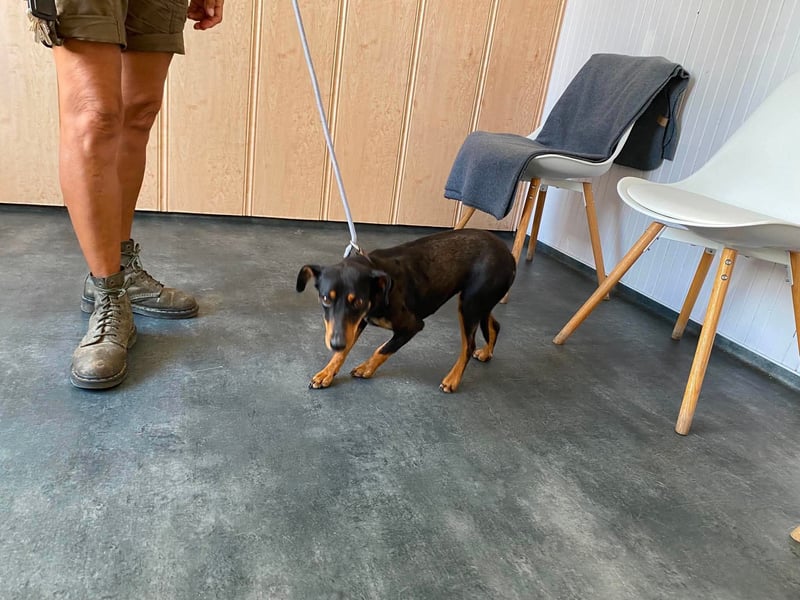 Jessy, kleine Hundedame freut sich auf ein schönes Zuhause