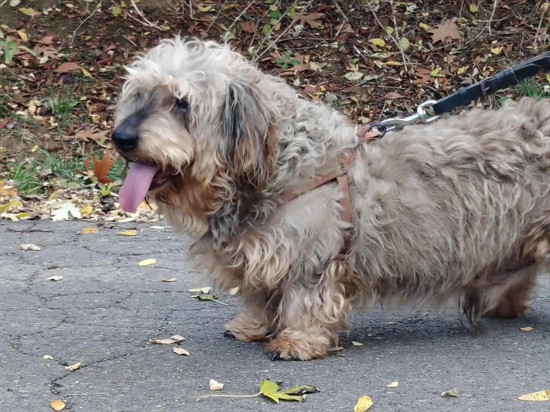 Maszola, Senior wurde einfach im Tierheim abgegeben