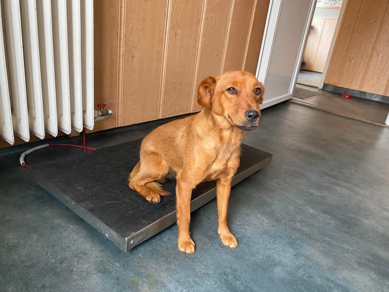 Ronja, bezaubernde junge Hündin
