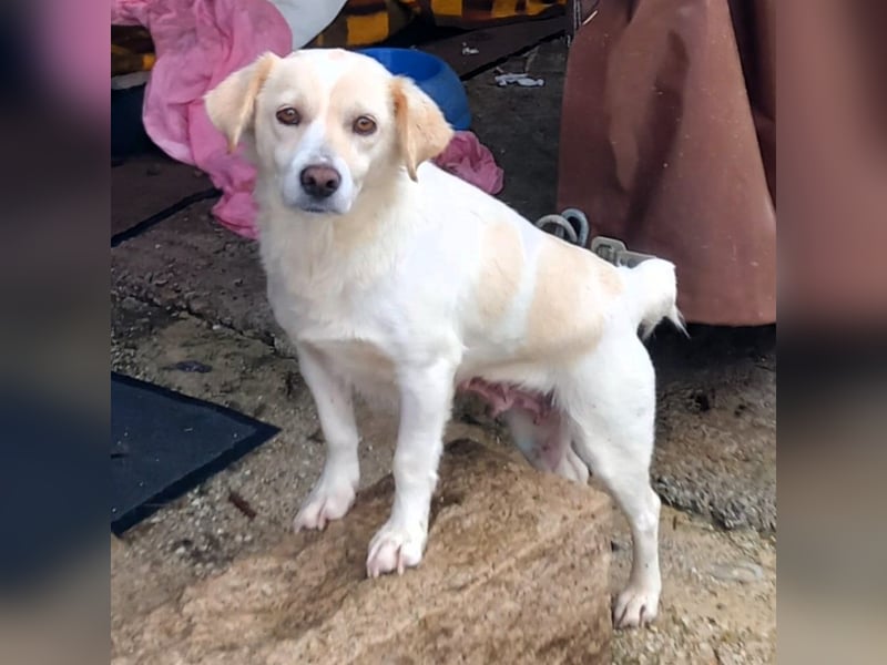 Mirka- sucht ein Zuhause-vorgemerkt