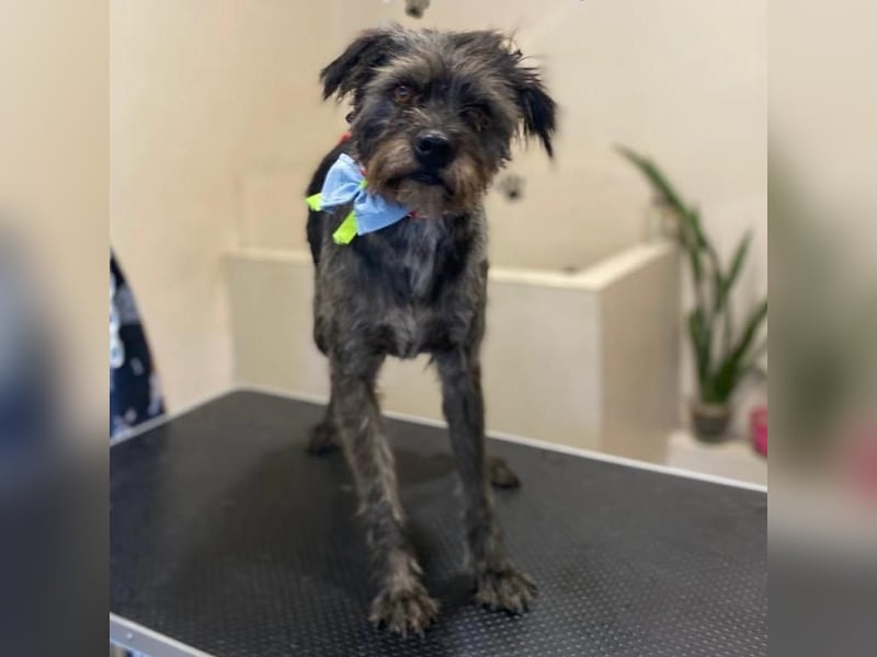 Bruno - Mischlingshund sucht ein Zuhause