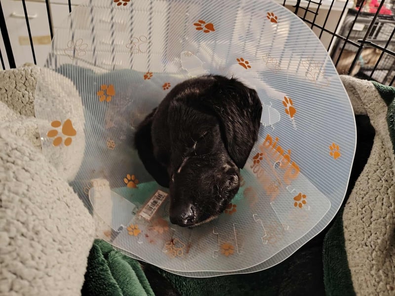 Angus,unser Notfällchen braucht dringend ein ruhiges Plätzchen