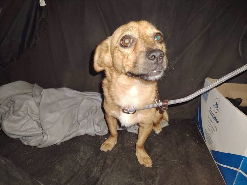 Gina, tolle Hundemama sucht eine eigene Familie