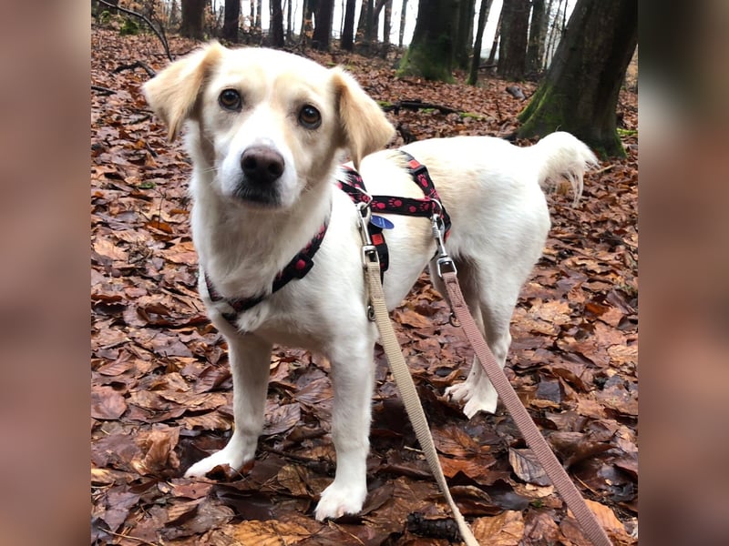 Mirka- sucht ein Zuhause-vorgemerkt