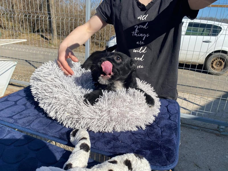 Holly, unbedarft und zuckersüß