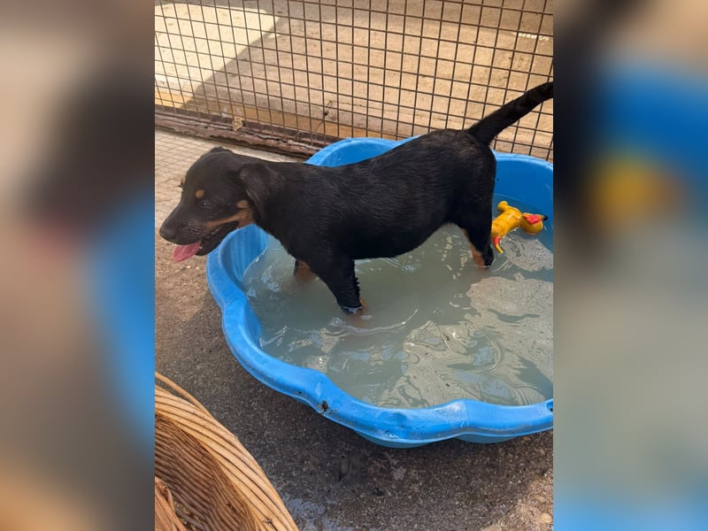 Bruce sucht tolles Zuhause