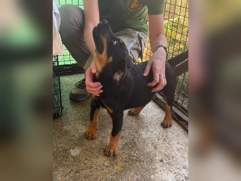 Bruce sucht tolles Zuhause