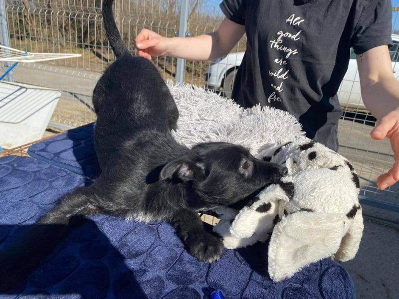 Holly, unbedarft und zuckersüß