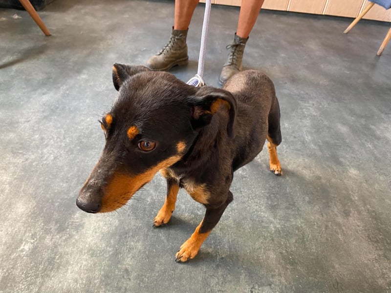 Jessy, kleine Hundedame freut sich auf ein schönes Zuhause