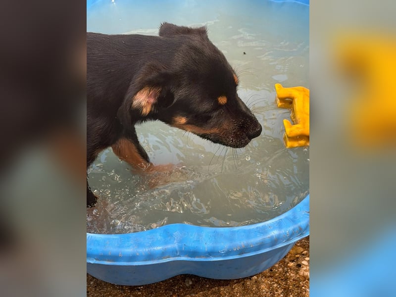 Bruce sucht tolles Zuhause