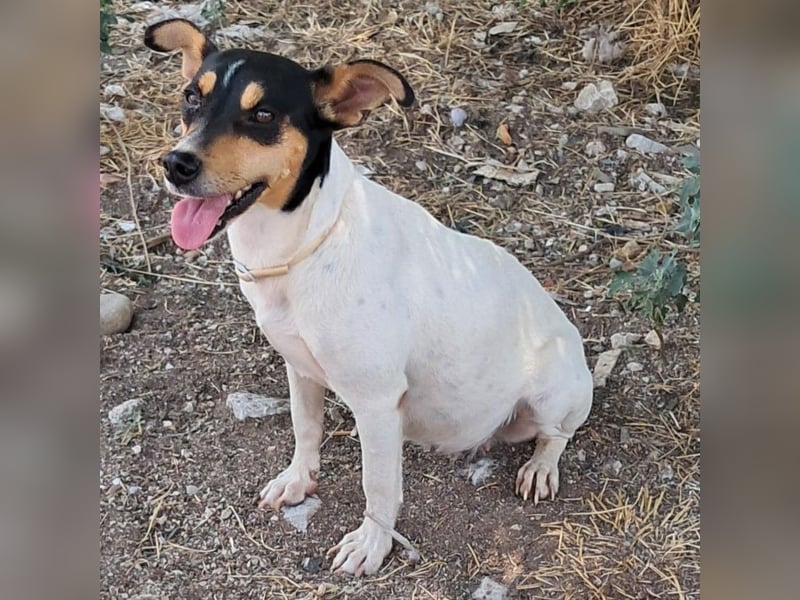 Zozo sucht ein Zuhause / eine Pflegestelle