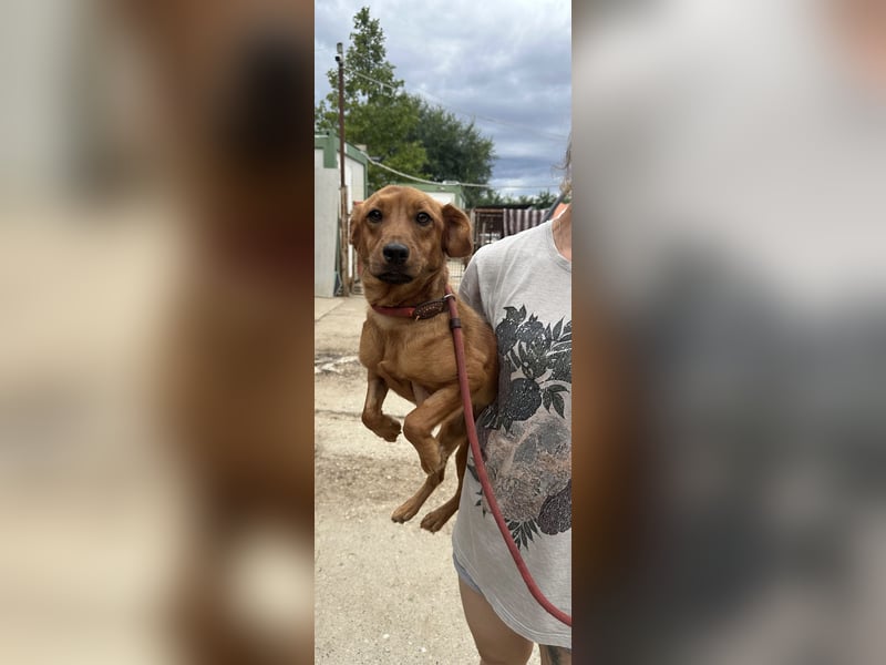 Ronja, bezaubernde junge Hündin