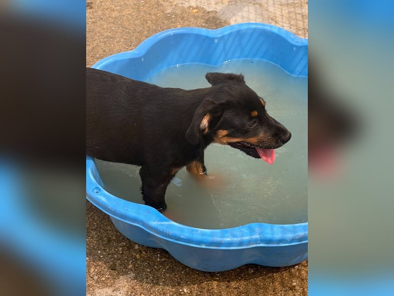 Bruce sucht tolles Zuhause