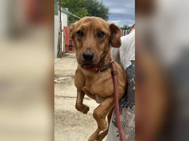 Ronja, bezaubernde junge Hündin