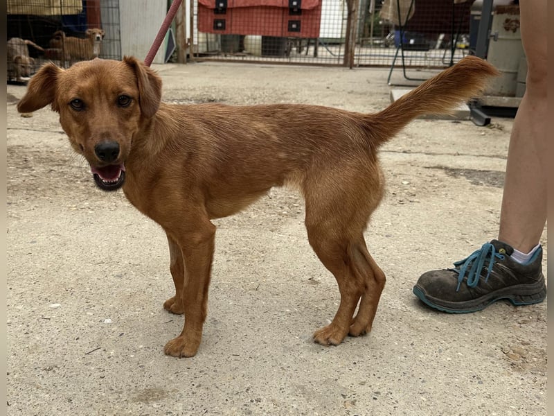 Ronja, bezaubernde junge Hündin