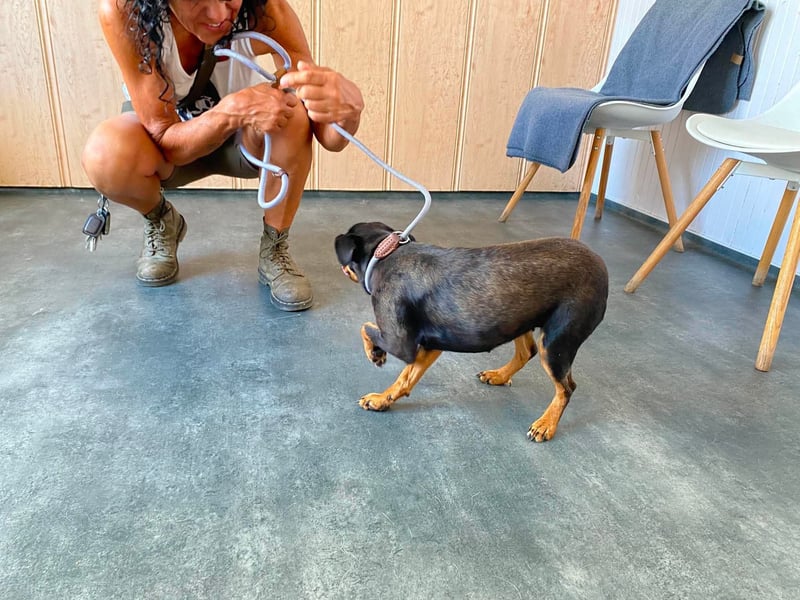 Jessy, kleine Hundedame freut sich auf ein schönes Zuhause