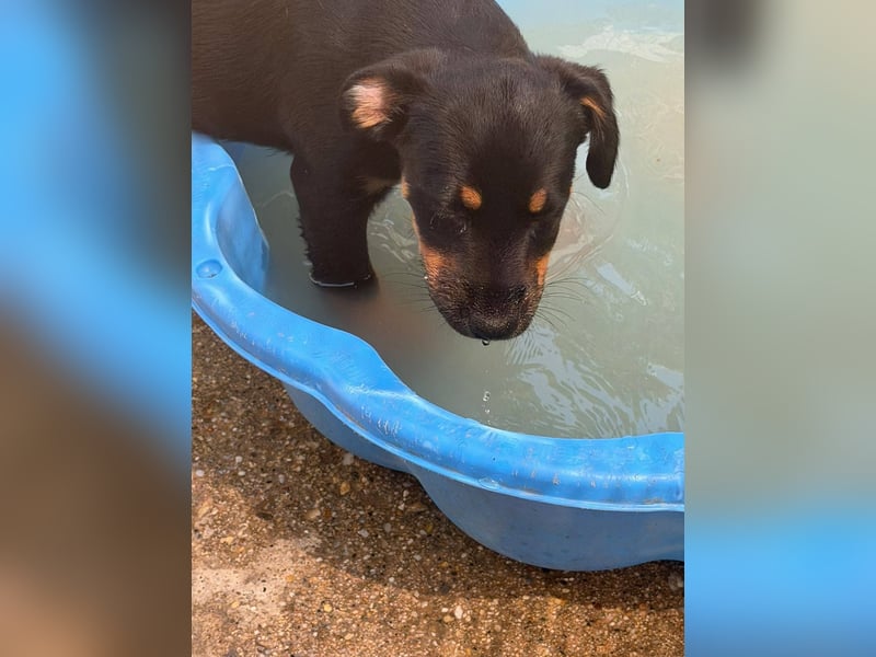 Bruce sucht tolles Zuhause