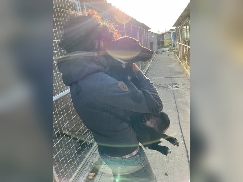 Malin, süße Hündin im Besten Alter sucht…..