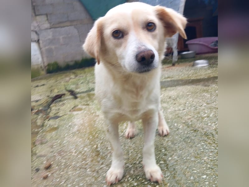 Mirka- sucht ein Zuhause-vorgemerkt