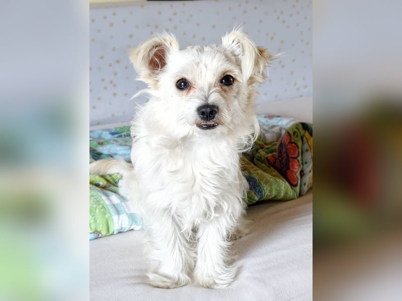 Happy, kleiner Hund sucht großes Glück
