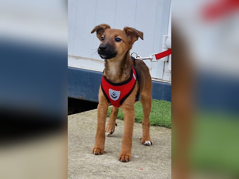 Dalia kleines Wunder sucht ihre Menschen