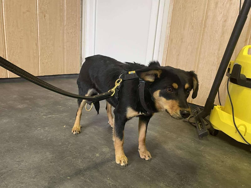 Afonya, kleiner Sonnenschein hatte großes Glück