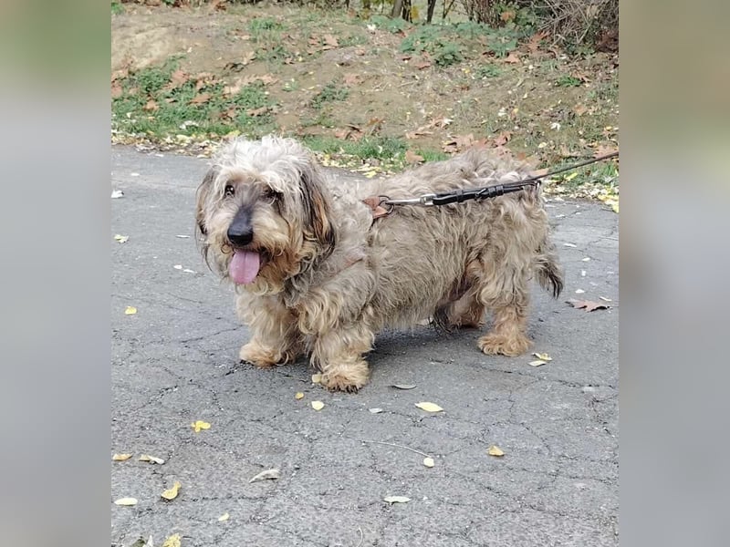 Maszola, Senior wurde einfach im Tierheim abgegeben
