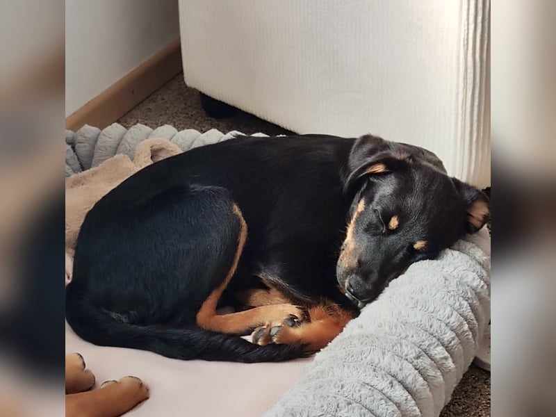 Bruce sucht tolles Zuhause