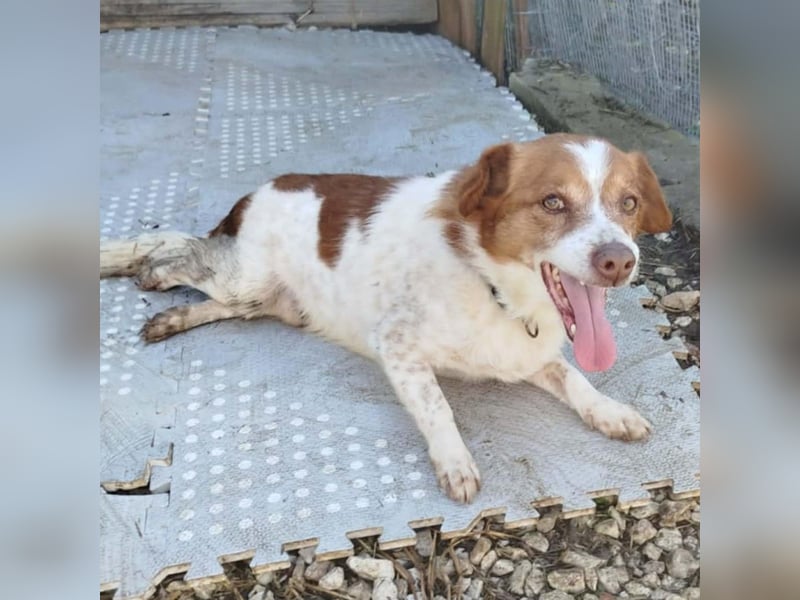 Milo: sucht ein Zuhause / eine Pflegestelle