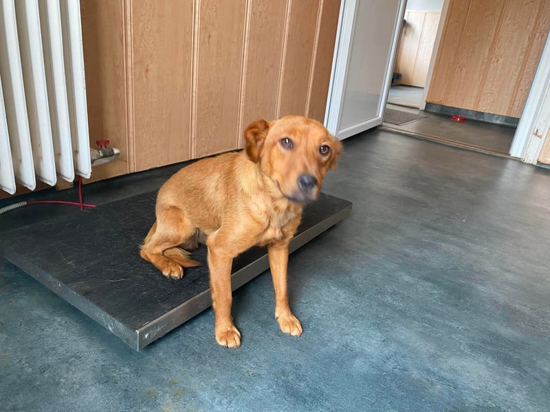 Ronja, bezaubernde junge Hündin