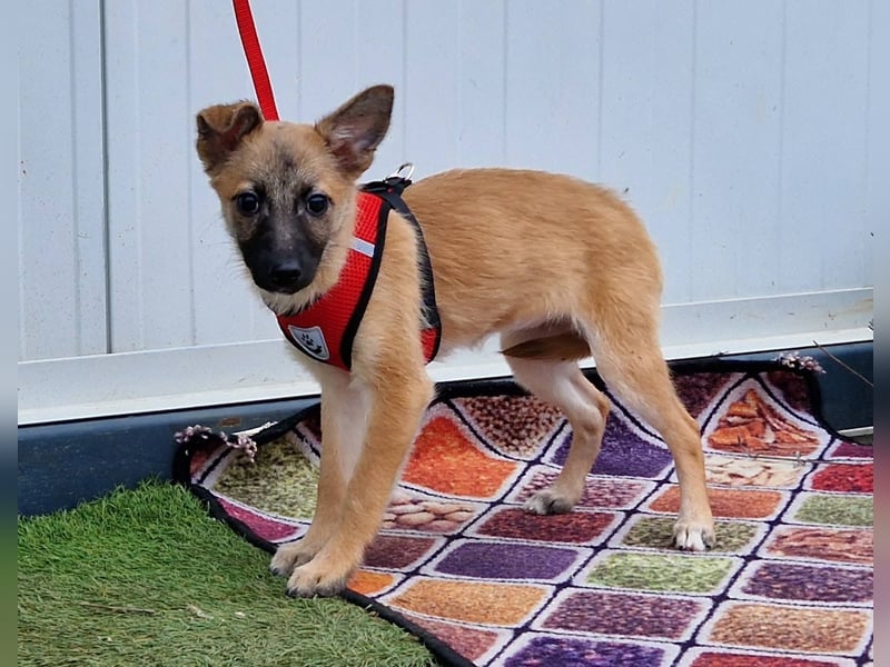 Dafke Glück auf 4 Pfoten sucht ihr Zuhause