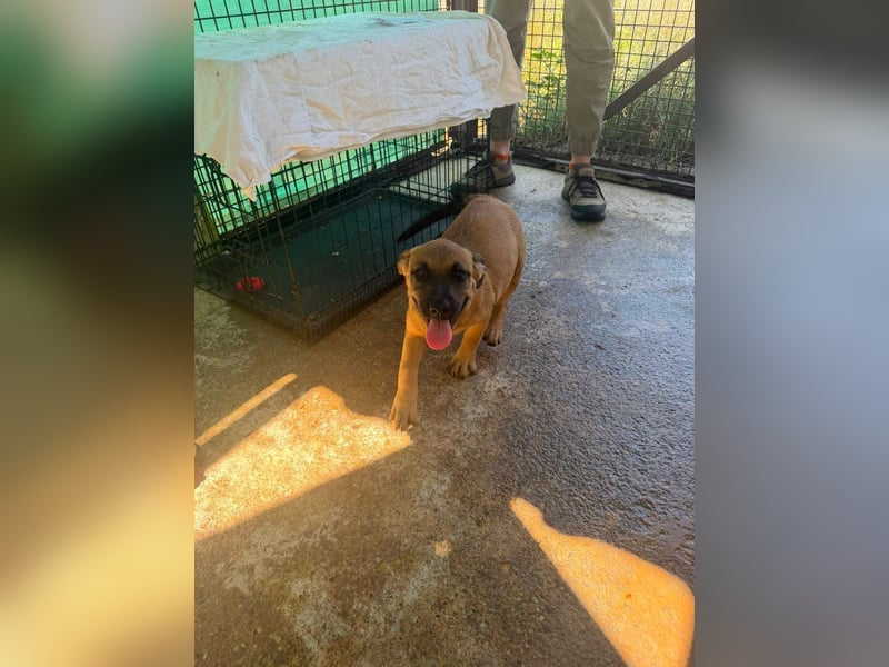 Bella, putzmunter und verspielt