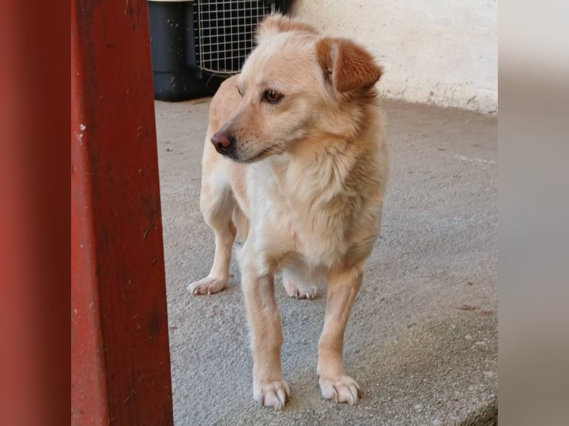 Romy: sucht ein Zuhause/Pflegestelle