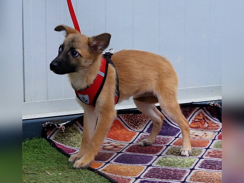 Dafke Glück auf 4 Pfoten sucht ihr Zuhause