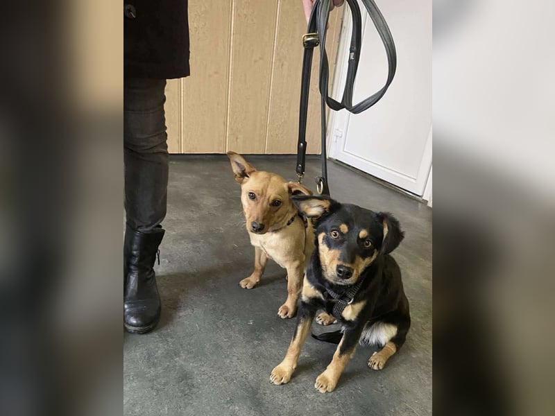 Afonya, kleiner Sonnenschein hatte großes Glück