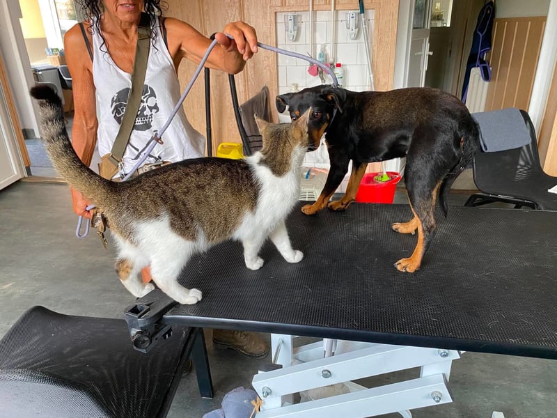 Jessy, kleine Hundedame freut sich auf ein schönes Zuhause